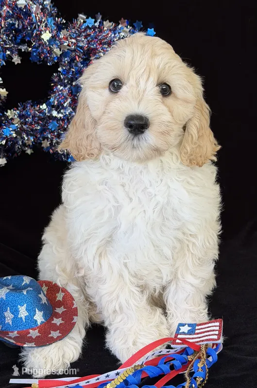 Dakota – Australian Labradoodle puppy for sale in Washington, NC