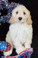 Dakota, a male Australian Labradoodle for sale in Washington, NC – 1 of 2