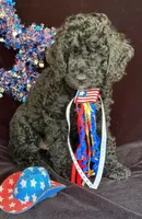Poppy, a male Australian Labradoodle for sale in Washington, NC – 1 of 3