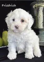 Carolina, a female Australian Labradoodle for sale in Washington, NC – 3 of 4