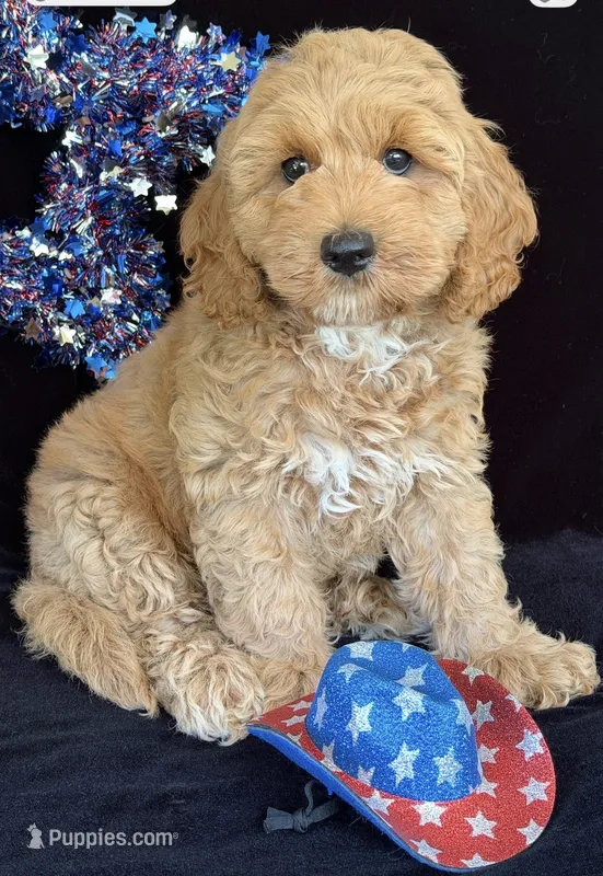 Colorado – Australian Labradoodle puppy for sale in Washington, NC