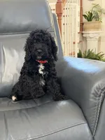 Poppy, a male Australian Labradoodle for sale in Washington, NC – 3 of 3
