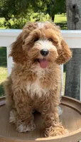 Georgia, a female Australian Labradoodle for sale in Washington, NC – 1 of 4