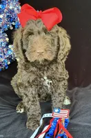 Tulip, a female Australian Labradoodle for sale in Washington, NC – 1 of 3