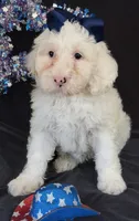Carolina, a female Australian Labradoodle for sale in Washington, NC – 4 of 4
