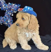 Colorado, a male Australian Labradoodle for sale in Washington, NC – 4 of 4
