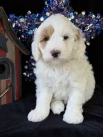 Maine, a male Australian Labradoodle for sale in Washington, NC – 2 of 3