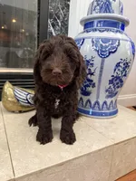 Tulip, a female Australian Labradoodle for sale in Washington, NC – 3 of 3
