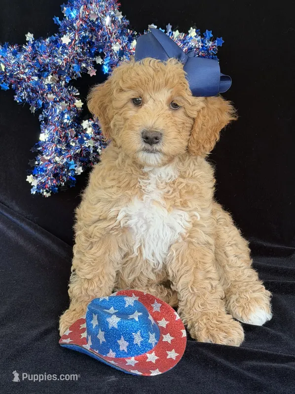 Daisy – Australian Labradoodle puppy for sale in Washington, NC