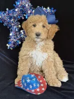 Daisy, a female Australian Labradoodle for sale in Washington, NC – 1 of 1