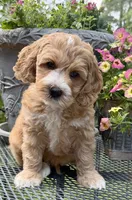 Georgia, a female Australian Labradoodle for sale in Washington, NC – 3 of 4
