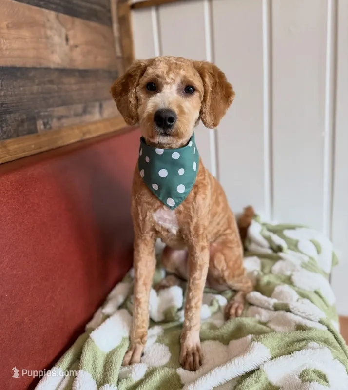 Milo – Goldendoodle puppy for sale in Milwaukee, WI