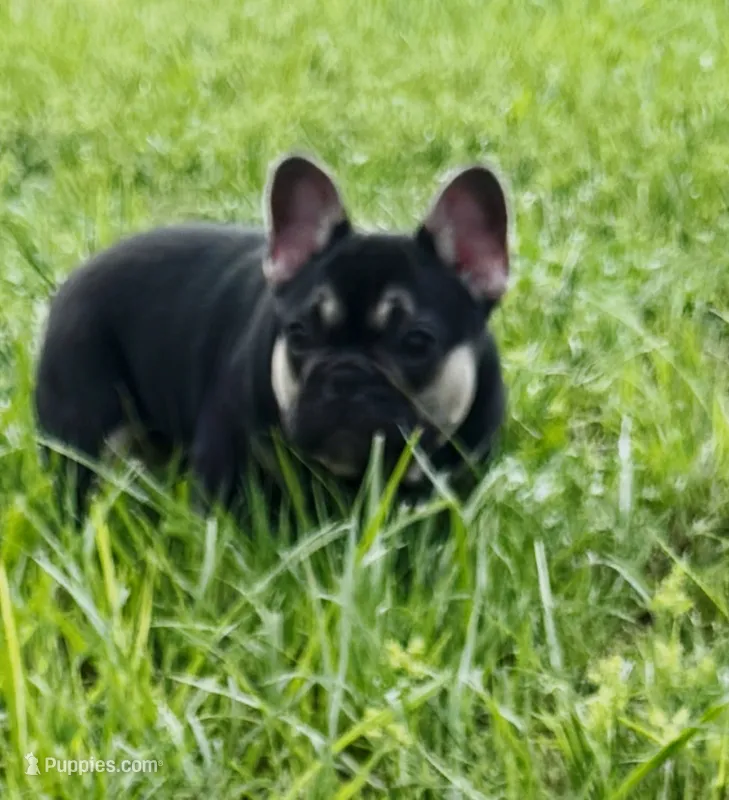 Onexx – French Bulldog puppy for sale in Deltona, FL