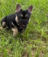 Onexx, a female French Bulldog for sale in Deltona, FL – 2 of 2