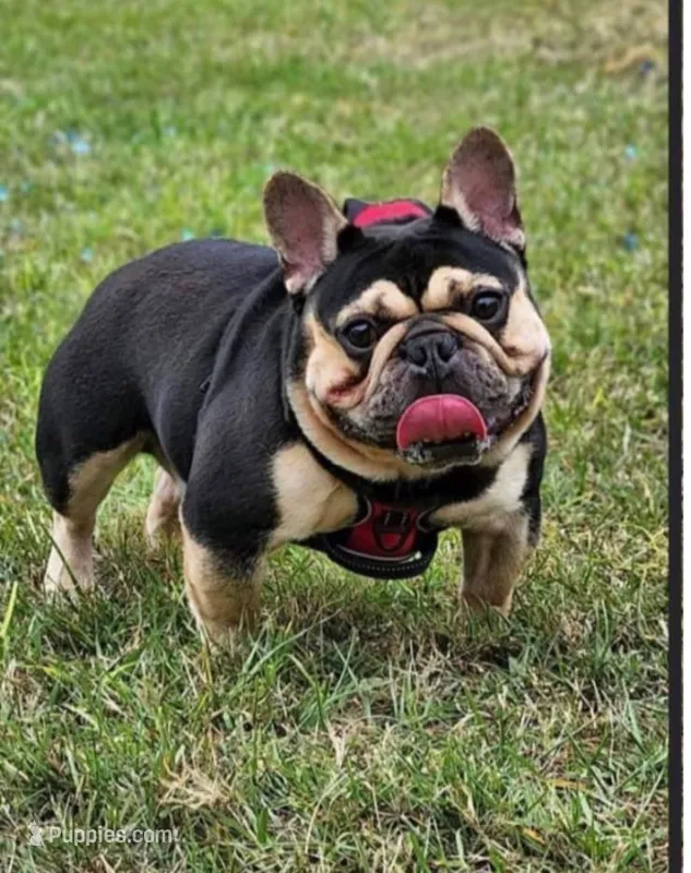 Big papa – French Bulldog puppy for sale in Deltona, FL