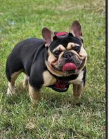 Big papa, a male French Bulldog for sale in Deltona, FL – 1 of 1