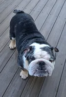 Tank, a male English Bulldog for sale in Deltona, FL – 3 of 3