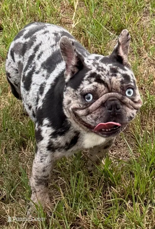 Fiona – French Bulldog puppy for sale in Deltona, FL