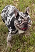 Fiona, a female French Bulldog for sale in Deltona, FL – 1 of 1