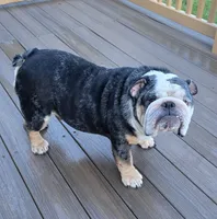 Tank, a male English Bulldog for sale in Deltona, FL – 2 of 3
