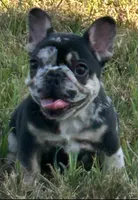Lulu, a female French Bulldog for sale in Deltona, FL – 2 of 2