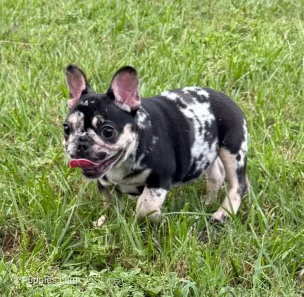 Lulu – French Bulldog puppy for sale in Deltona, FL