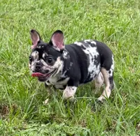 Lulu, a female French Bulldog for sale in Deltona, FL – 1 of 2
