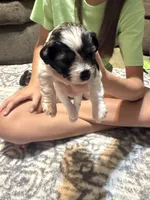 Jack, a female Miniature Schnauzer for sale in Beattyville, KY – 1 of 4