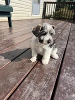 Jack AKC, a female Miniature Schnauzer for sale in Beattyville, KY – 4 of 9