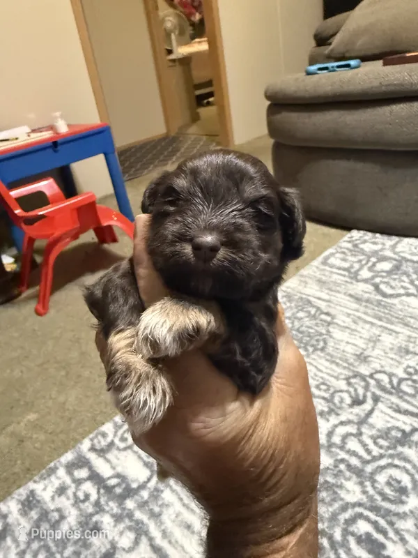 Angel  – Miniature Schnauzer puppy for sale in Beattyville, KY