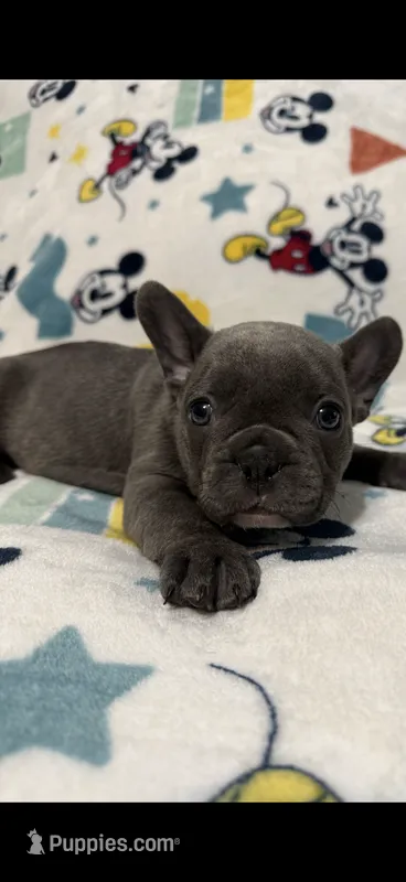 Steel – French Bulldog puppy for sale in Beattyville, KY
