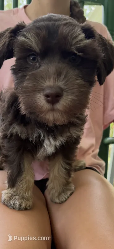 Angel  – Miniature Schnauzer puppy for sale in Beattyville, KY
