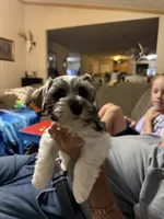 Jack AKC, a female Miniature Schnauzer for sale in Beattyville, KY – 7 of 9