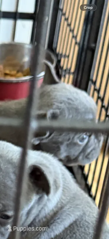 Steel – French Bulldog puppy for sale in Beattyville, KY