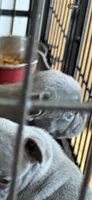Steel, a male French Bulldog for sale in Beattyville, KY – 1 of 2