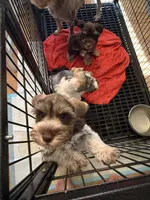 Benny AKC, a male Miniature Schnauzer for sale in Beattyville, KY – 9 of 10