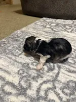 Jack, a female Miniature Schnauzer for sale in Beattyville, KY – 3 of 4