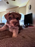 Benny AKC, a male Miniature Schnauzer for sale in Beattyville, KY – 3 of 10