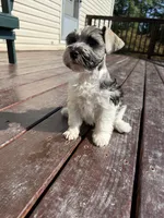 Jack AKC, a female Miniature Schnauzer for sale in Beattyville, KY – 5 of 9