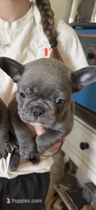 Bella – French Bulldog puppy for sale in Beattyville, KY