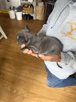 Mia, a female French Bulldog for sale in Beattyville, KY – 7 of 7