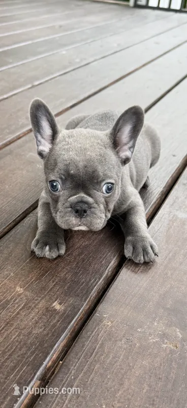 Bella – French Bulldog puppy for sale in Beattyville, KY