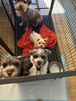 Benny AKC, a male Miniature Schnauzer for sale in Beattyville, KY – 5 of 10