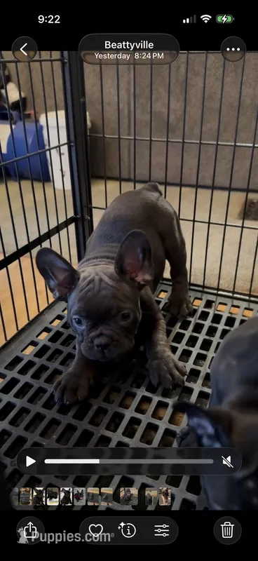 Chocolate  – French Bulldog puppy for sale in Beattyville, KY