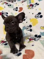 Chocolate , a male French Bulldog for sale in Beattyville, KY – 8 of 10