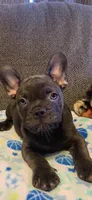 Chocolate , a male French Bulldog for sale in Beattyville, KY – 7 of 10