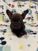 Chocolate , a male French Bulldog for sale in Beattyville, KY – 10 of 10