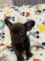 Chocolate , a male French Bulldog for sale in Beattyville, KY – 9 of 10