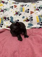 Chocolate , a male French Bulldog for sale in Beattyville, KY – Photo 4 of 5
