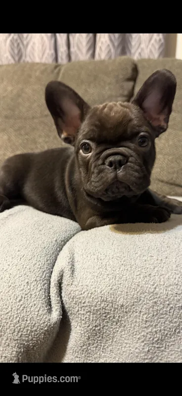Chocolate  – French Bulldog puppy for sale in Beattyville, KY